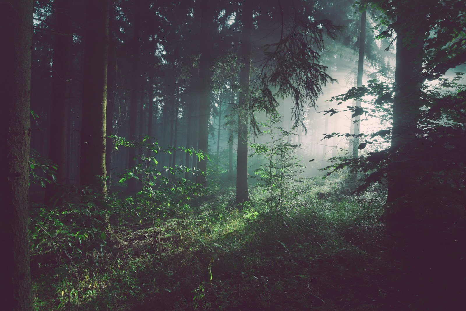 Finding Quiet Among the Trees